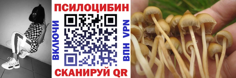 где можно купить наркотик  Никольск  Псилоцибиновые грибы Cubensis 